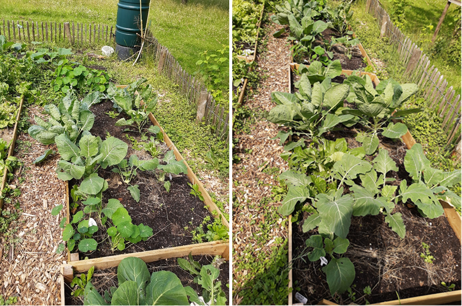 Afbeelding buurtmoestuin Park De Bron