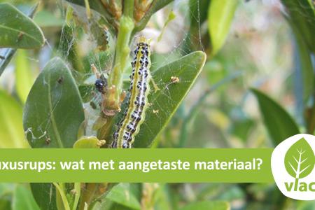 Buxusrups hoe het aangetaste materiaal correct afvoeren