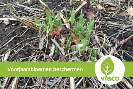 Voorjaarsbloemen beschermen met mulch